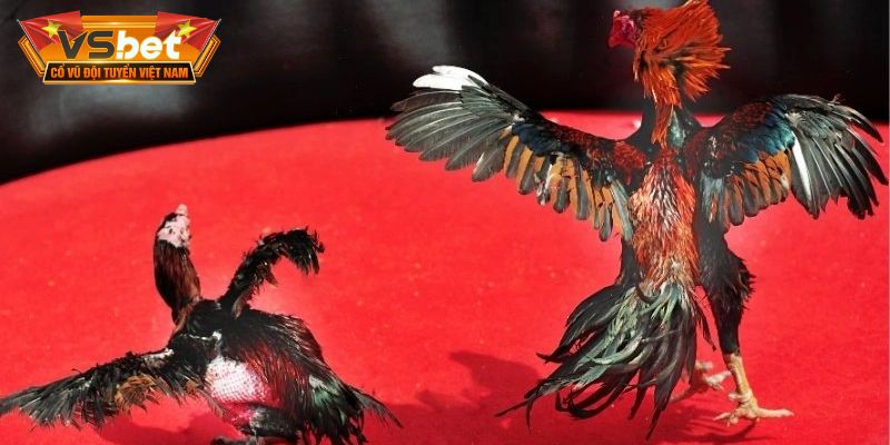 Bảng thống kê tỷ lệ biến động trước thời điểm ván cược diễn ra 