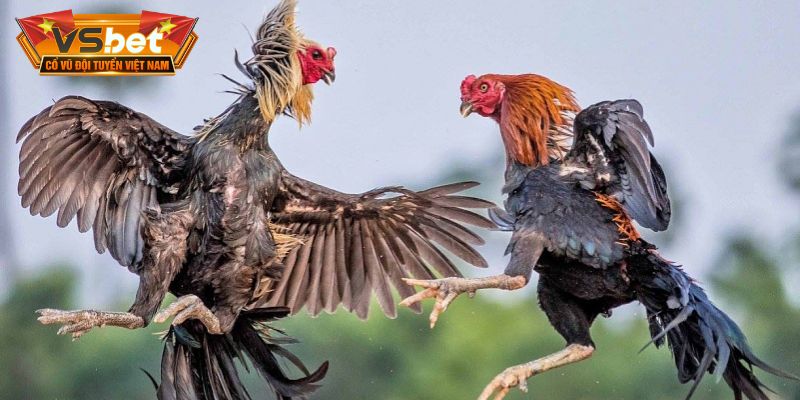 Chinh phục đấu trường với tỷ lệ hấp dẫn
