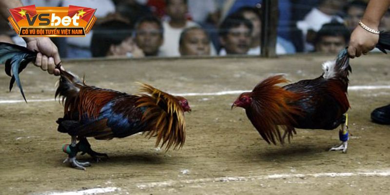 Đá gà VSBET bùng nổ từng trận chiến kê