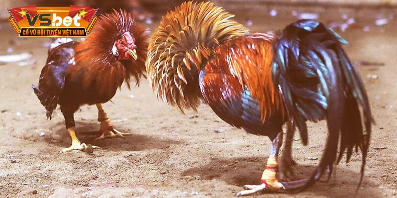 Hình thức đấu kê cực hấp dẫn trong kèo đá gà mạng 
