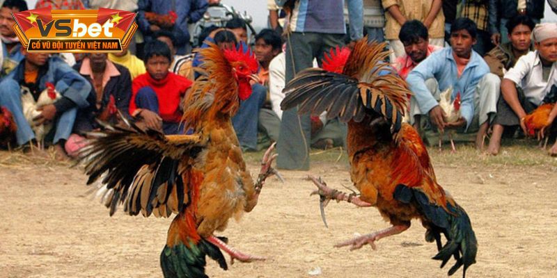 Màn hình hiển thị bảng quy định các cửa cược Meron Wala và BDD 