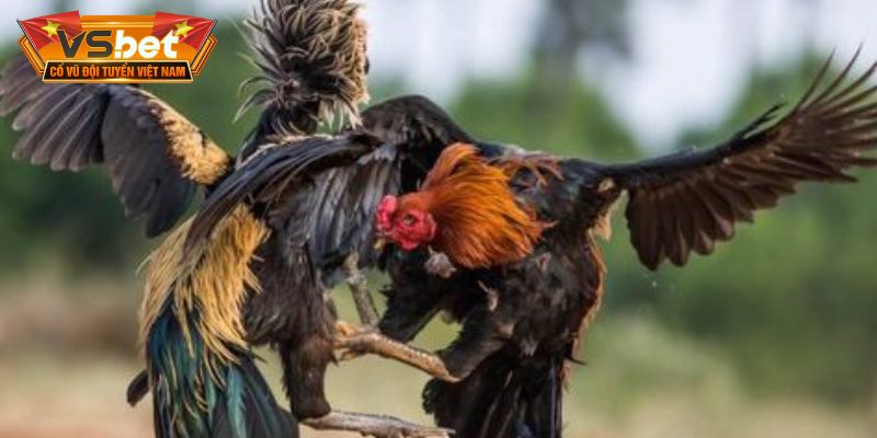 Sư kê quan sát sắc da cổ và đôi mắt linh hoạt để áp dụng bí quyết chơi đá gà 