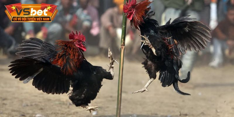 Sư kê quan sát thần thái và dáng đi của gà chiến trước khi chốt kèo