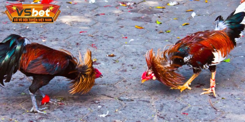Sư kê theo dõi góc quay trực tiếp để tìm hiểu khái niệm cá cược đá gà là gì?